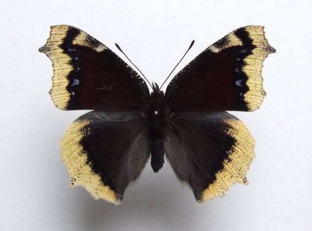 Nymphalis antiopa (aberration 2) Internet Image property of respective owner, non-commercial use only